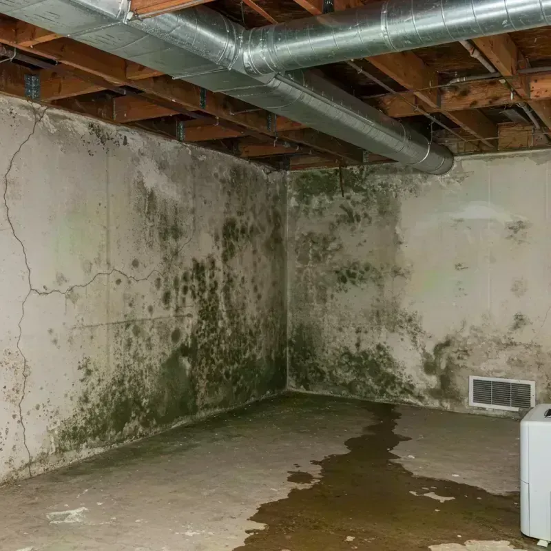 Professional Mold Removal in Graymoor-Devondale, KY